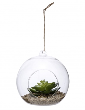 Декоративное растение в стекле