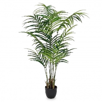 Roślina Dekoracyjna Palma