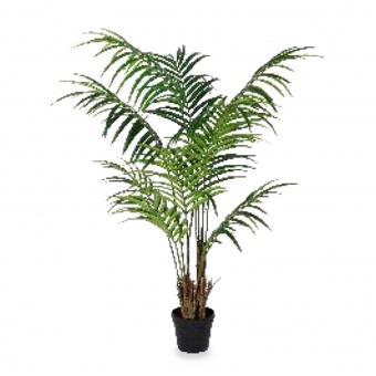 Roślina Dekoracyjna Palma