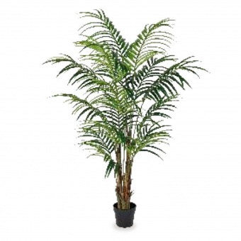 Roślina Dekoracyjna Palma