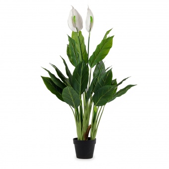 Roślina Dekoracyjna Skrzydłokwiat