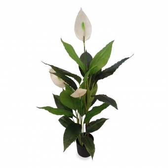 Roślina Dekoracyjna Skrzydłokwiat