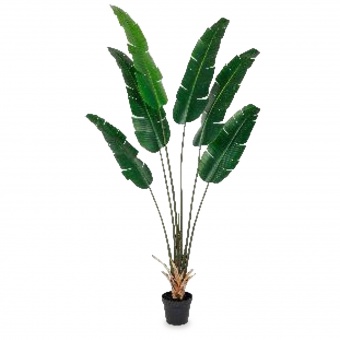 Roślina Dekoracyjna